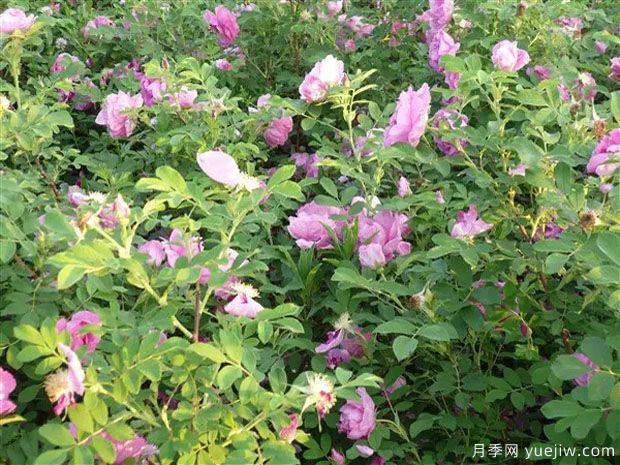 抚顺玫瑰市花文化和月季景观(图3)