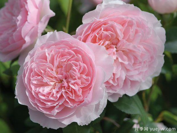 威斯利2008月季的优缺点是什么？(图1)