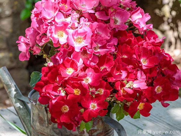 友好红色月季(图2)