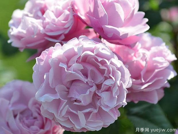 圣安娜蛋糕月季(图1)