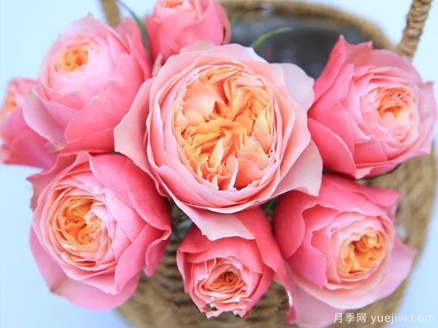 浪漫珊瑚心月季/浪漫呼呼塞拉(图2)