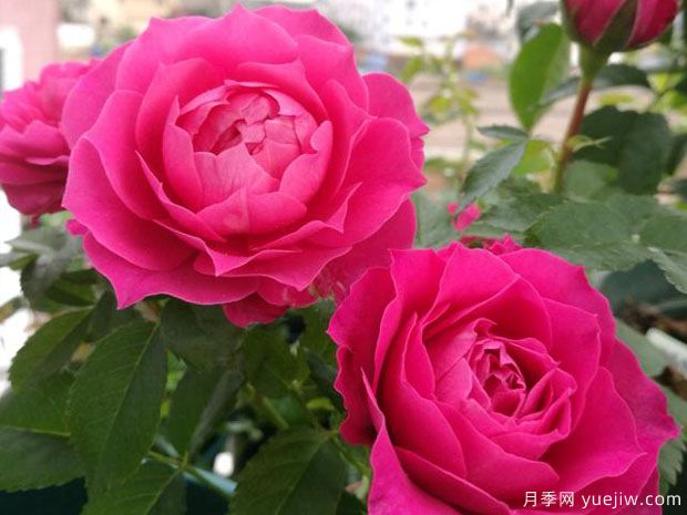 双子座月季Rose Terrazza Gemini(图1)