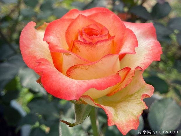 10种复古色月季，气质炸裂！花友值得入手！(图8)