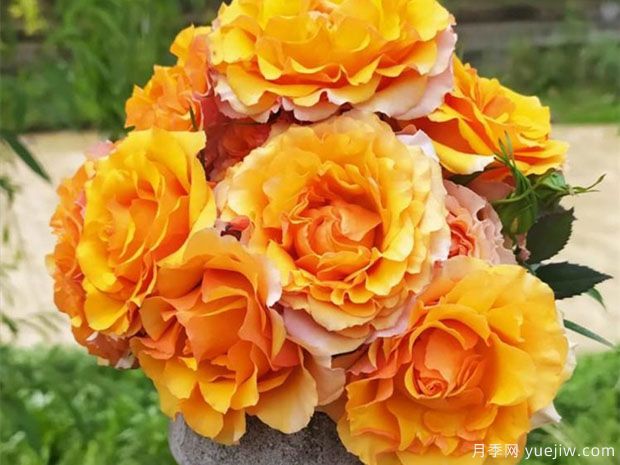 射手座月季Rose Terrazza Sagittarius(图2)