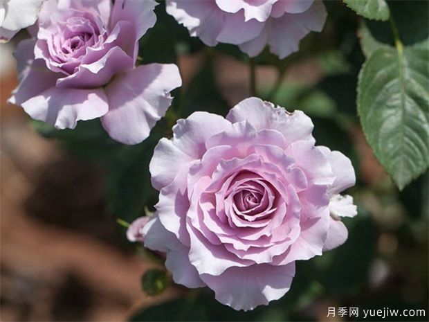 蜻蜓月季，喜欢紫色花必须入手(图1)