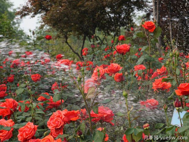 种植月季2000多万株，郑州打造月季花城(图1)