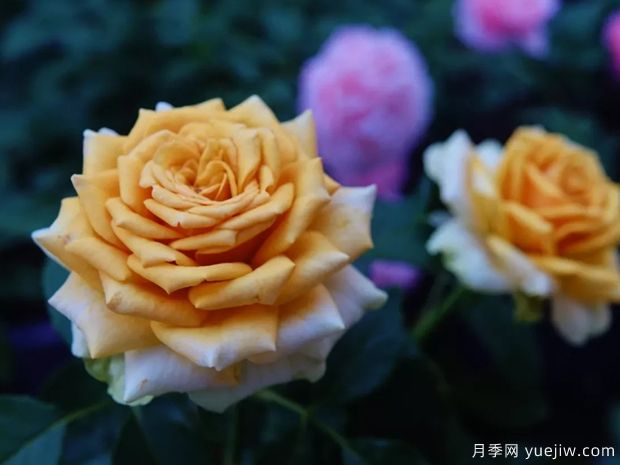 10月北方气温骤降，苗木应该如何养护管理？(图1)