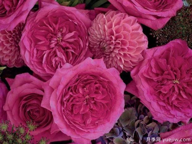 才能月季/能力月季(图1)