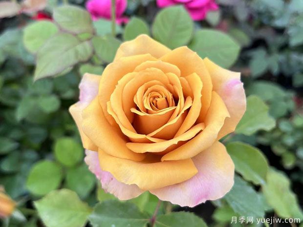 推荐10个经典切花月季品种，颜值高养护简单(图5)