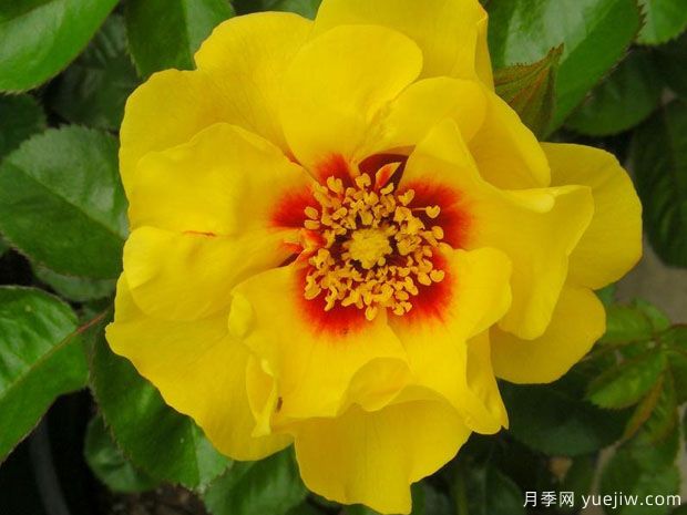 月季育种家：美国James A. Sproul(图1)