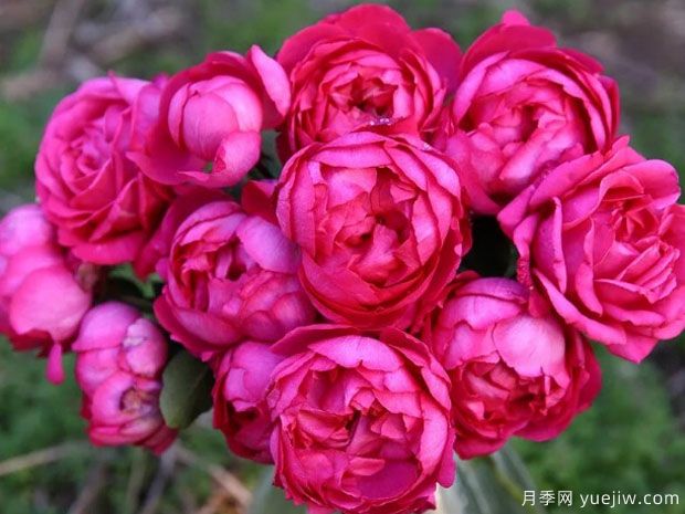 5种公认难养的月季花，颜值超高却不敢轻易尝试(图2)