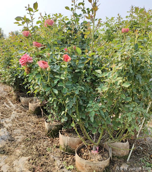 基地多年生5年生欧月盆栽月季大苗出售(图3)