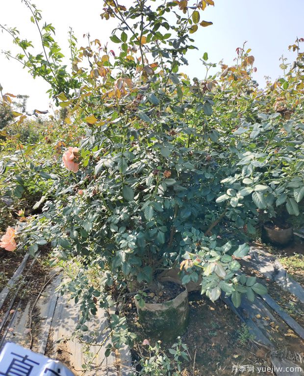 基地多年生5年生欧月盆栽月季大苗出售(图4)