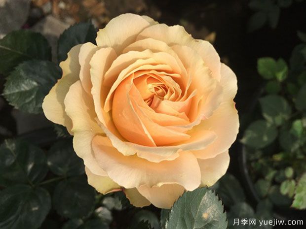 木星王阳台月季King Terrazza Jupiter(图4)