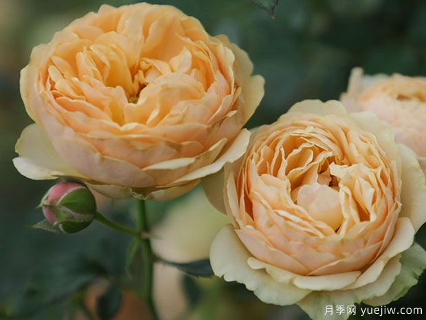 木星王阳台月季King Terrazza Jupiter(图2)