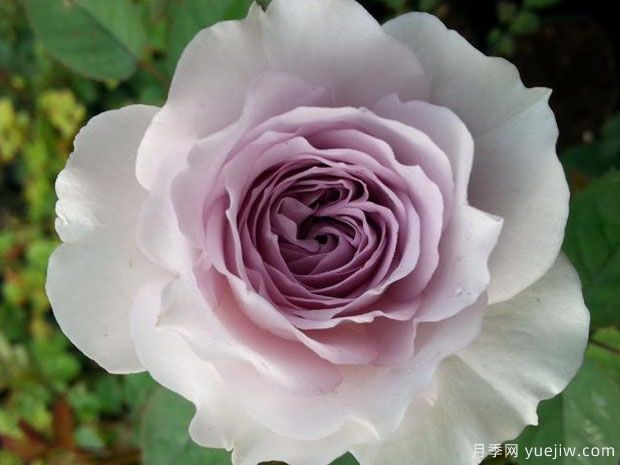 贵族礼光月季(图3)