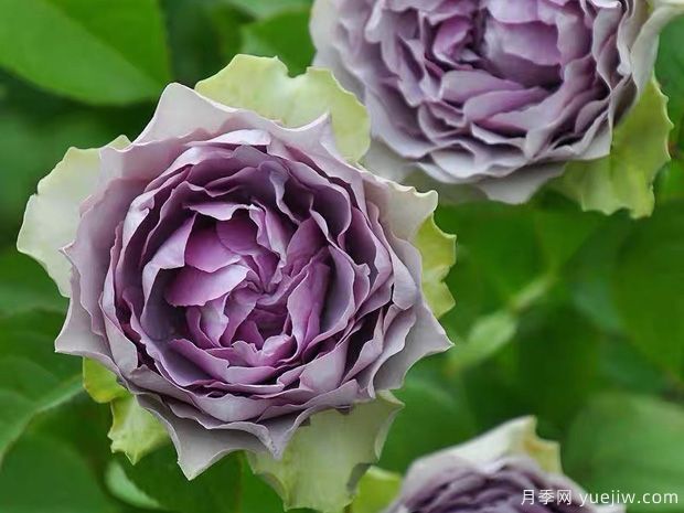 首饰盒月季/珠宝盒月季(图3)