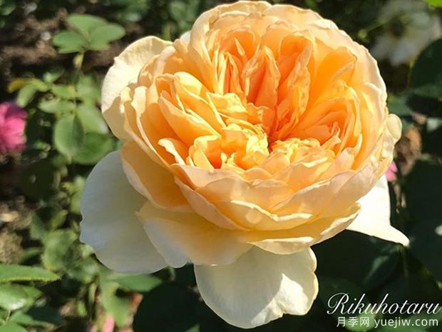 莹火虫之地月季的优缺点是什么？(图1)