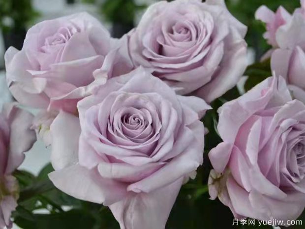 天然香水月季(图2)