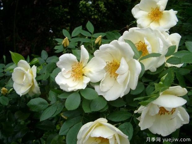 金色的春天月季/春之金奖月季(图3)