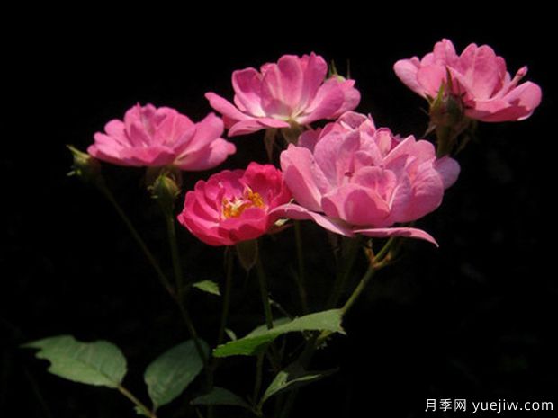 法国小姐月季(图2)