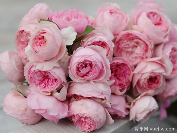 玉环鸣月季的优点和种植办法(图2)