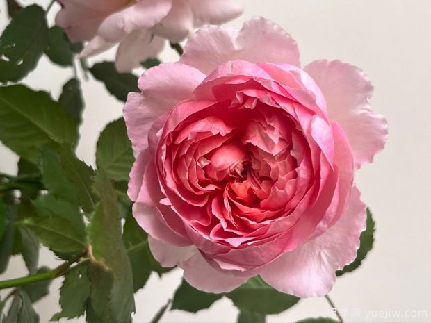 桃染月季的优缺点是什么？(图1)