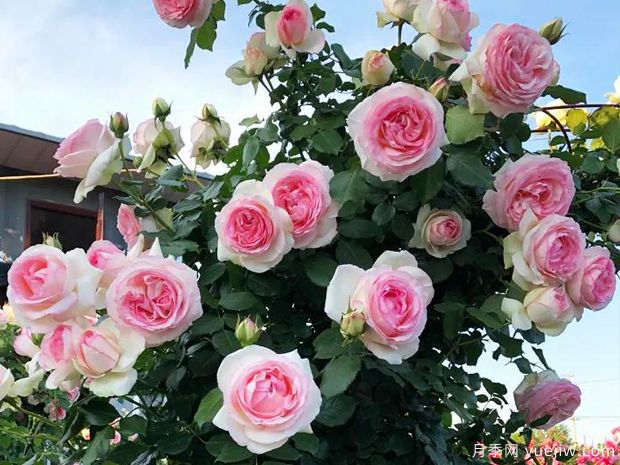 如何挑选适合自己的月季品种？(图1)