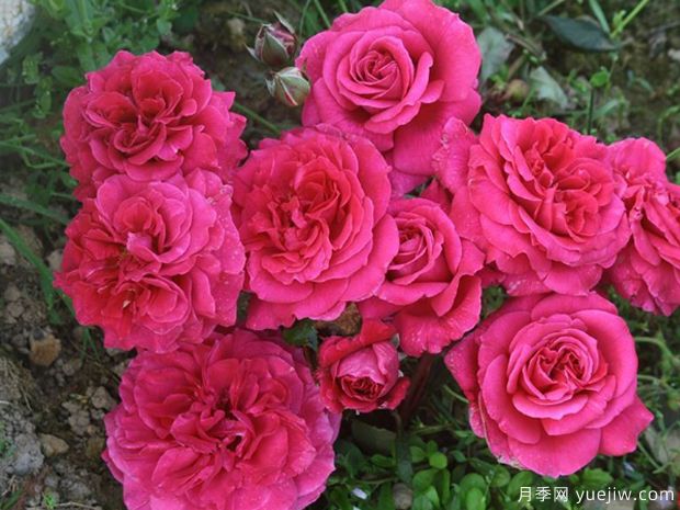 恩典女王月季/格蕾丝王后(图2)