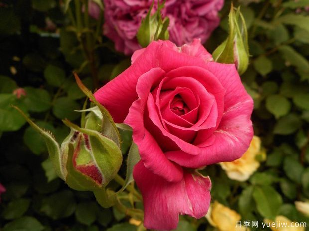 恩典女王月季/格蕾丝王后(图3)