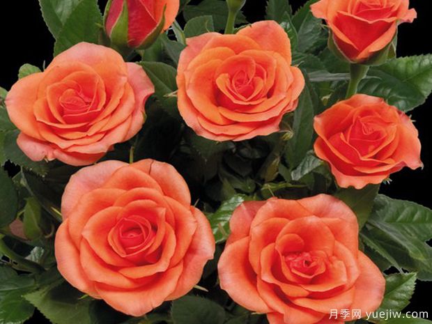 50个科德娜月季系列品种，大花微型月季   (图3)