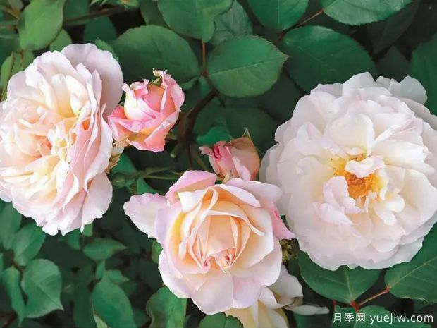 致意亚琛月季(图2)