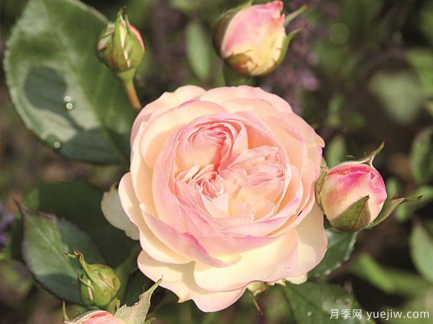 帕斯泰拉月季/粉油彩画月季(图1)