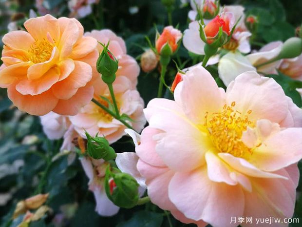 琥珀地毯月季/赛达纳地毯(图4)