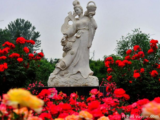 莱州月季市花文化和月季景观(图1)