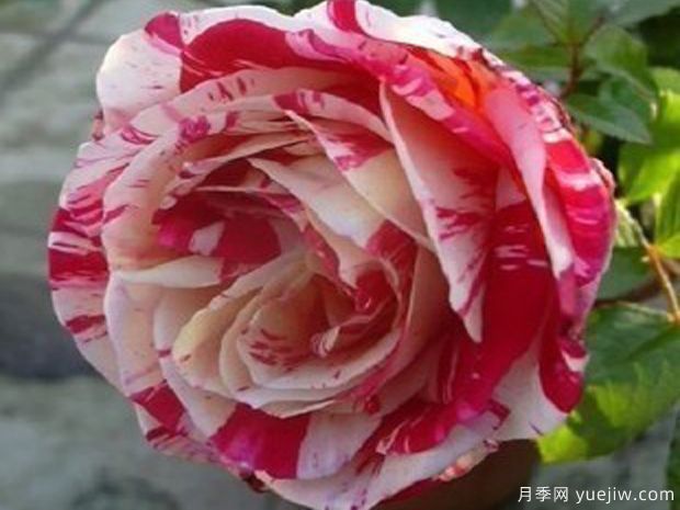 红白歌会月季(图1)