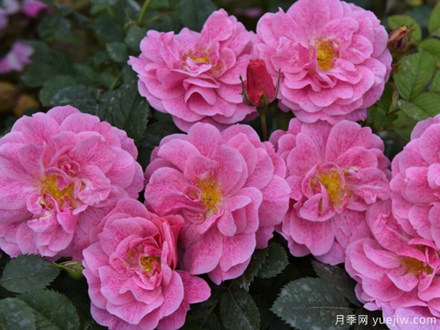 亚瑟王宫月季/柯莱特/卡米洛特(图3)