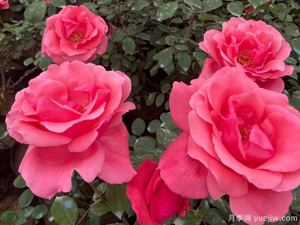 益阳月季市花文化和月季景观(图1)