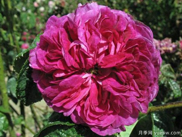 查尔斯磨坊月季/查尔斯米尔斯月季(图1)