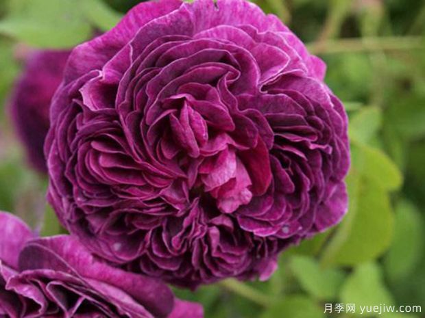 查尔斯磨坊月季/查尔斯米尔斯月季(图3)