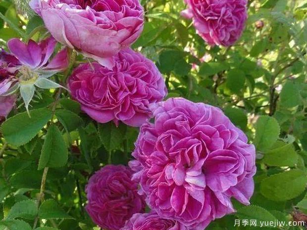 查尔斯磨坊月季/查尔斯米尔斯月季(图2)