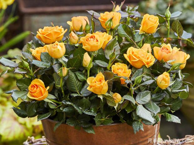 无限宝藏月季(图3)