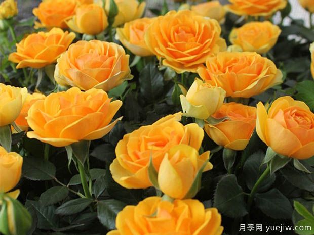 无限宝藏月季(图2)