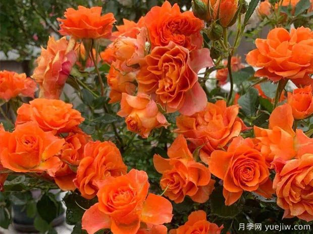推荐6个值得入手的浓香大花月季品种(图2)