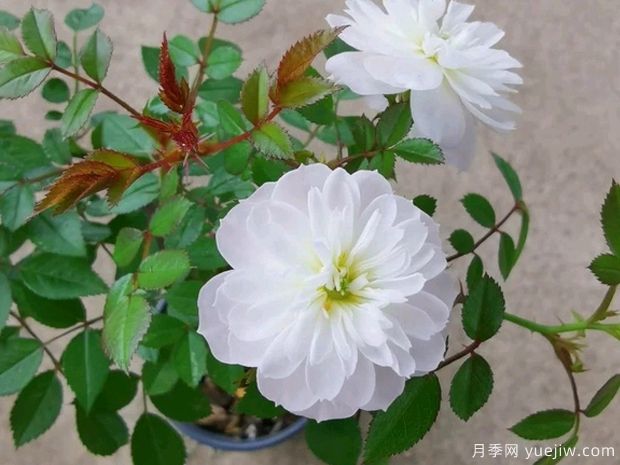 雪姬月季/雪球月季(图1)