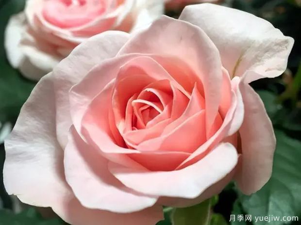 永远的爱情香水月季(图1)