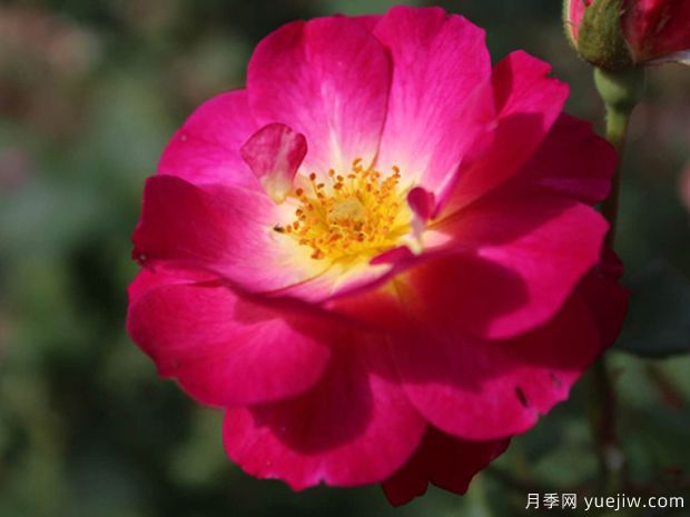 至高无上月季的优缺点是什么？(图1)