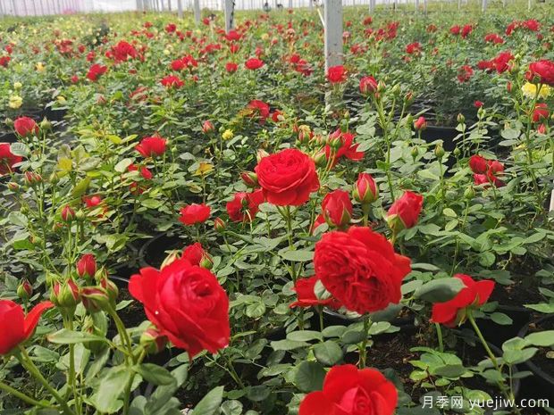 邯郸月季市花文化和月季景观(图4)