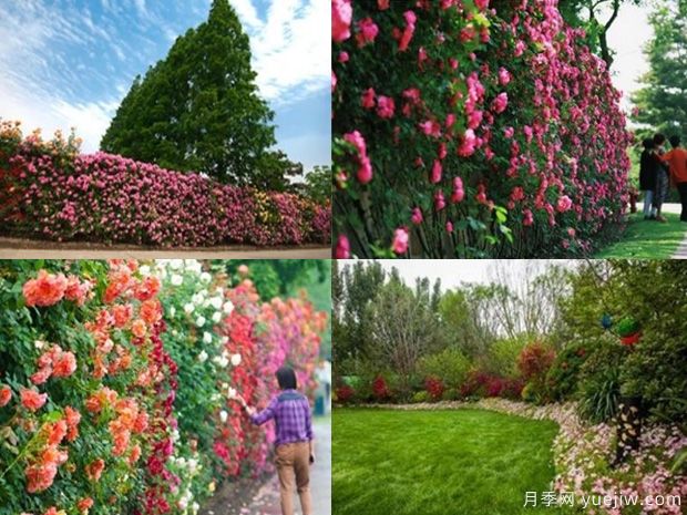 沧州月季市花文化和月季景观(图2)