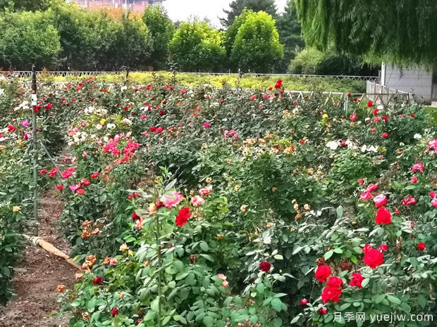 唐山月季市花文化和月季景观(图2)